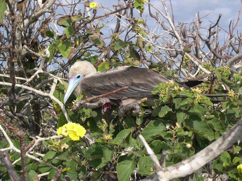 Galapagos-038
