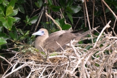 Galapagos-027