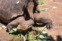 Galapagos-057