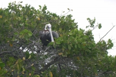 Galapagos-006