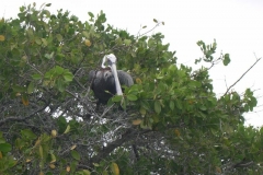 Galapagos-006