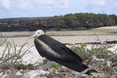 Galapagos-023