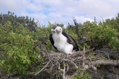 Galapagos-029