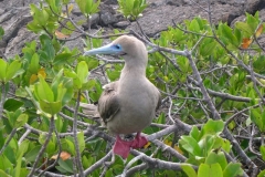 Galapagos-030