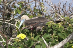 Galapagos-038