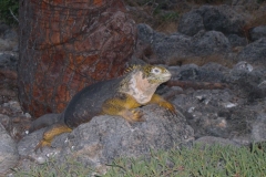 Galapagos-049