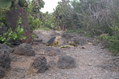 Galapagos-052