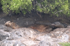 Galapagos-054