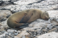 Galapagos-055