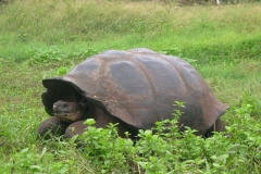 Galapagos-062