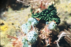 Indonesie sous marines 046