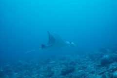 Indonesie sous marines 017