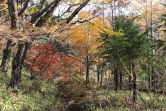 Japon 199