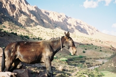 Maroc 2003 036