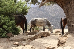 Maroc 2017 060